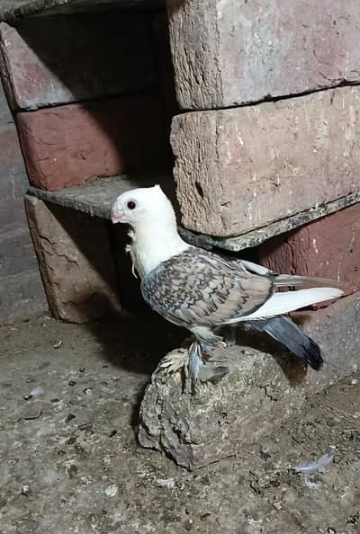 Santinat pegion for sell