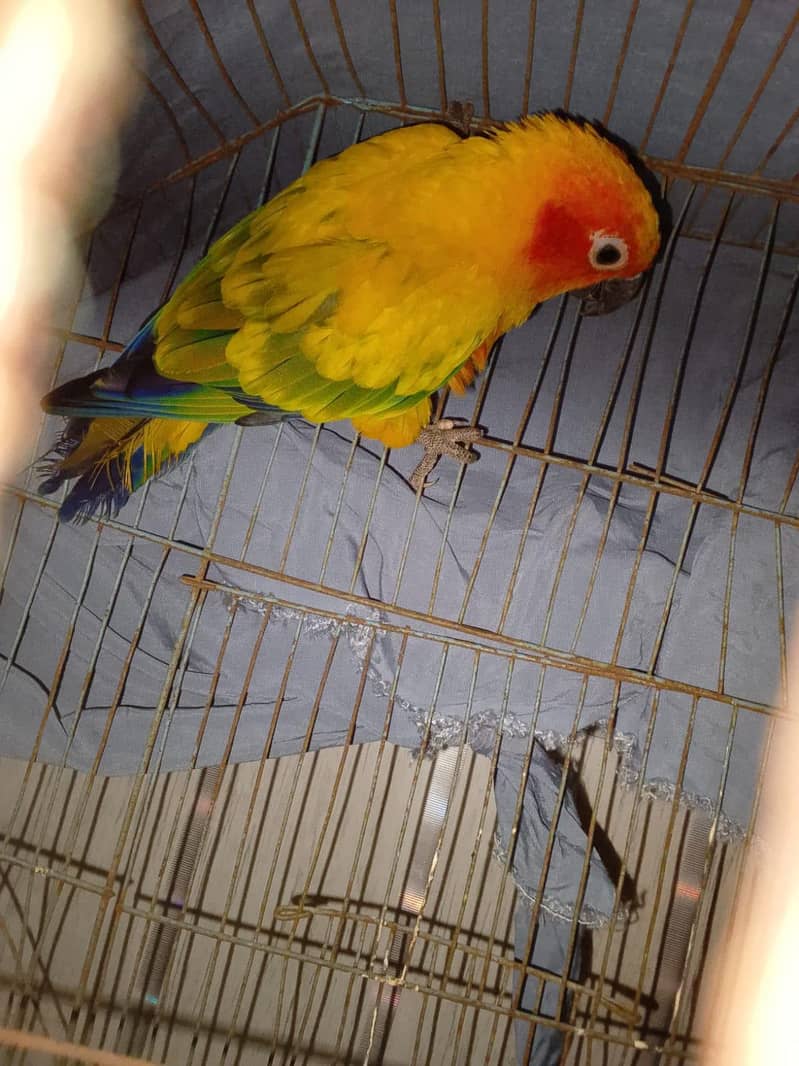sun conure 0