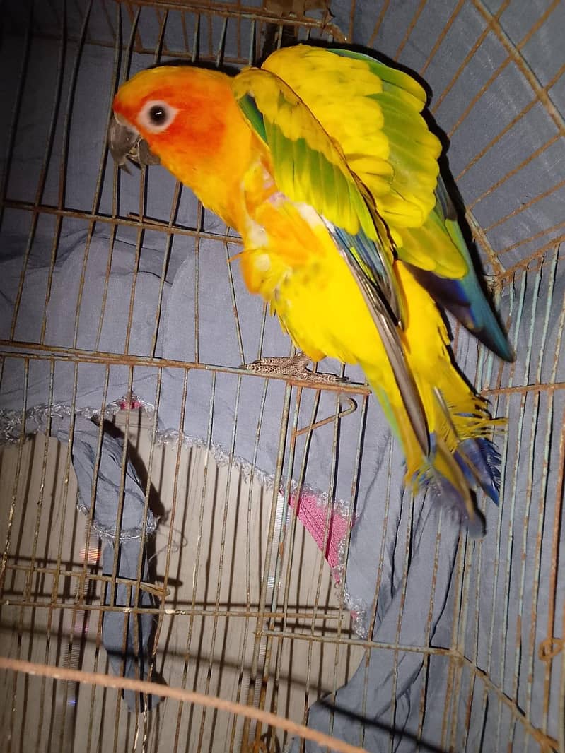 sun conure 1