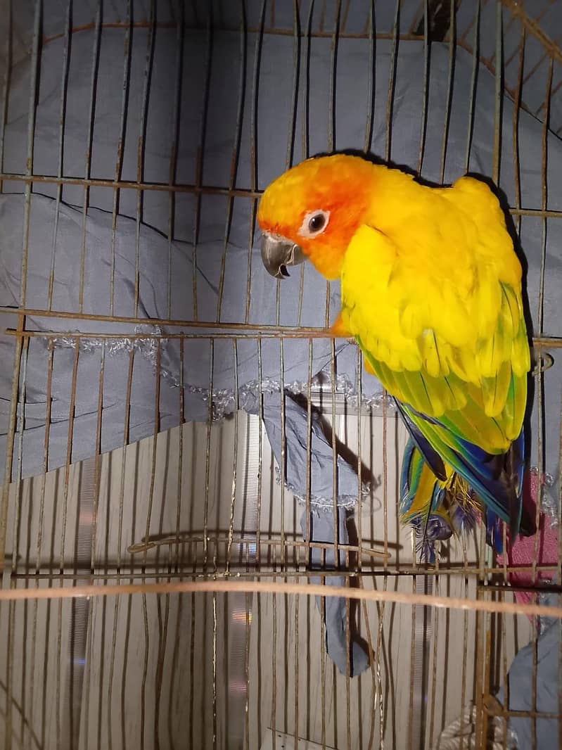 sun conure 2