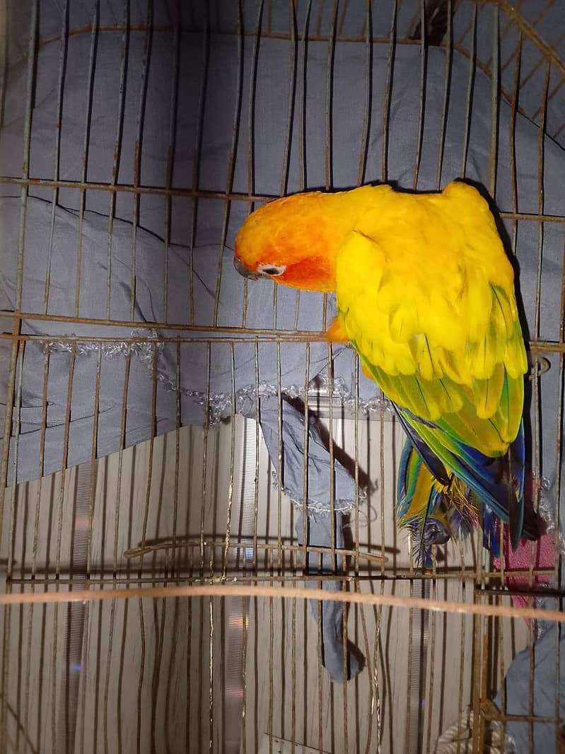 sun conure 3