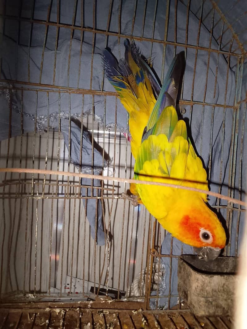 sun conure 4