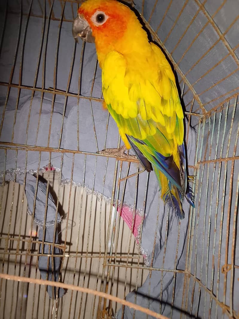 sun conure 5