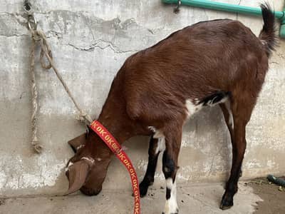 goats