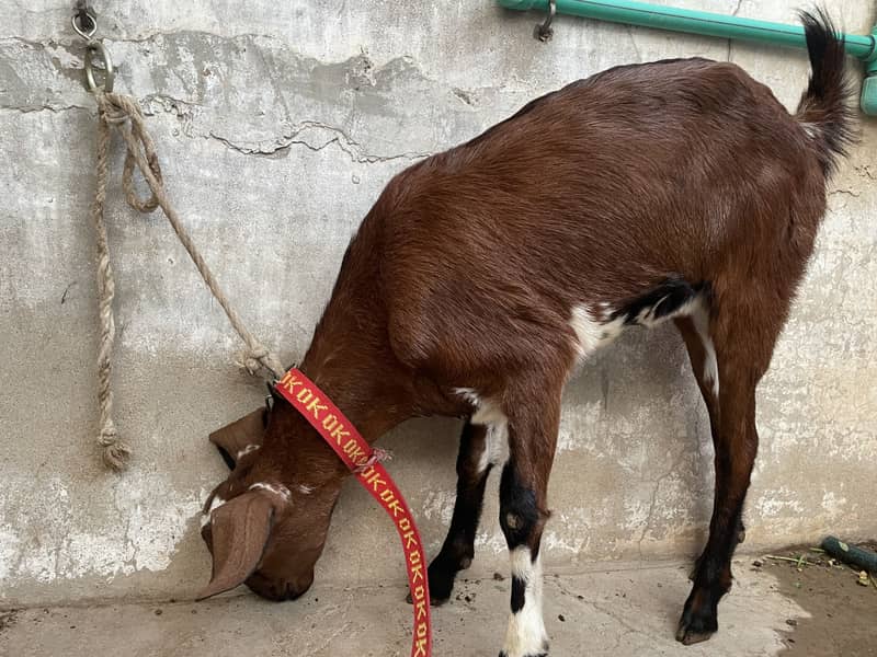goats 0