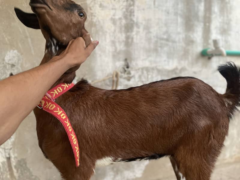goats 1