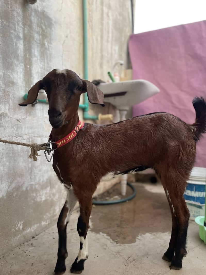 goats 2