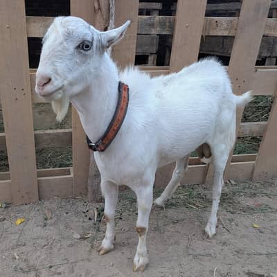 White Russian Teddi Breeder Bakra (2 daant)