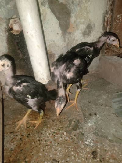 Aseel moshka chiks