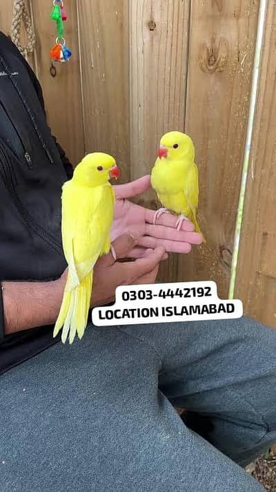 YELLOW RINGNECK NEAR TO SELF FULL COVER CHIKS
