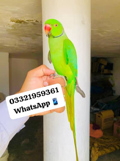 Green Ringneck Tamed male Available