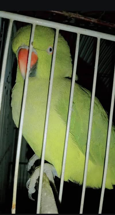 Raw parrot