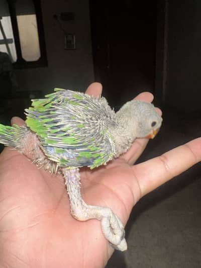 Green Ringneck 2 Chicks