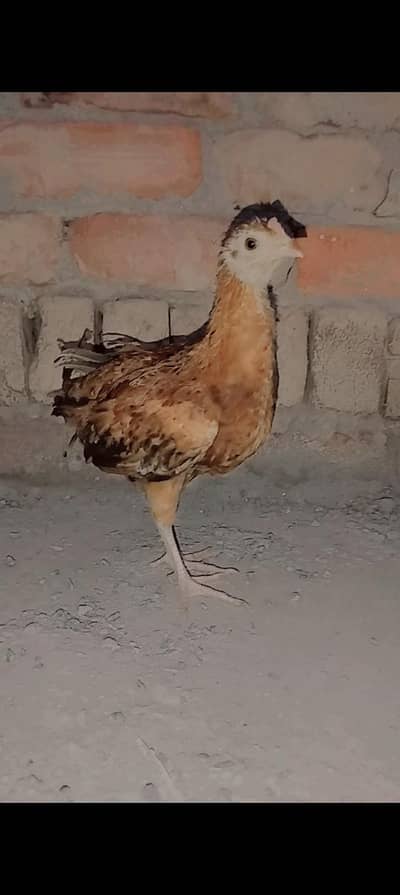 I am selling my chiks