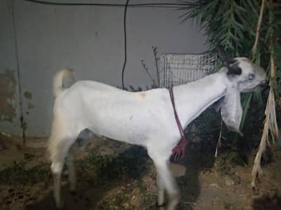 for sell 2daat Rs 50000