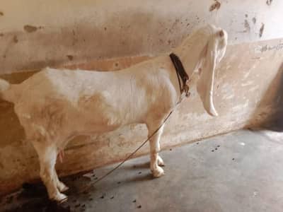 best Bakra 2 dant best Bakra for your use