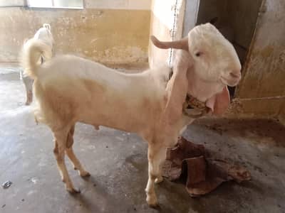 best Bakra 2 dant best Bakra for your use