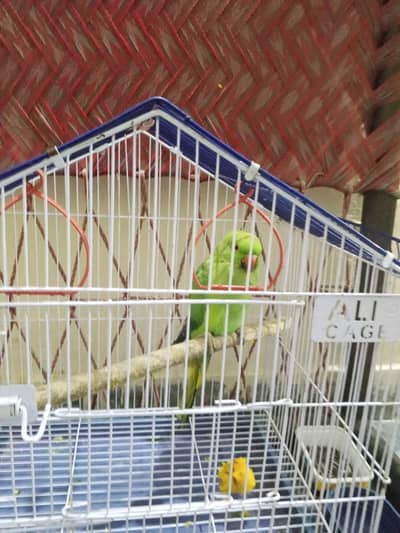 ringneck parrot female breeder