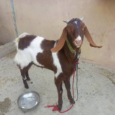 4 dant andu bakra