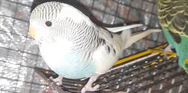 I am selling my budgies babies