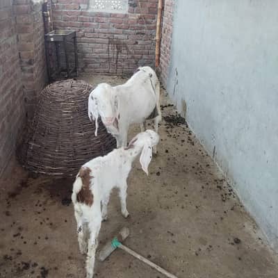 do bakriyan do bache