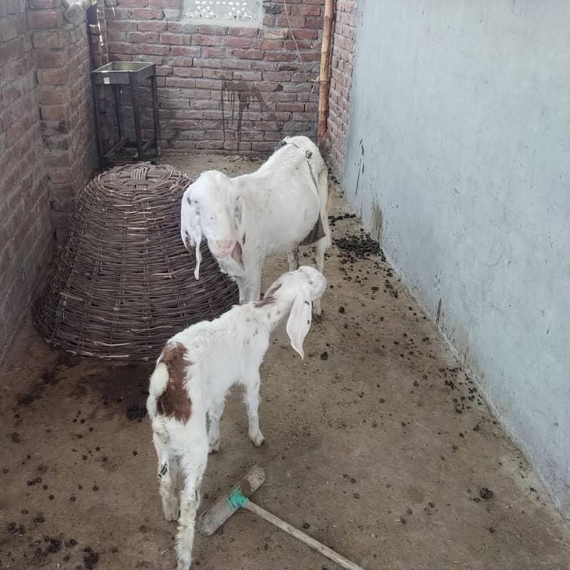do bakriyan do bache 0