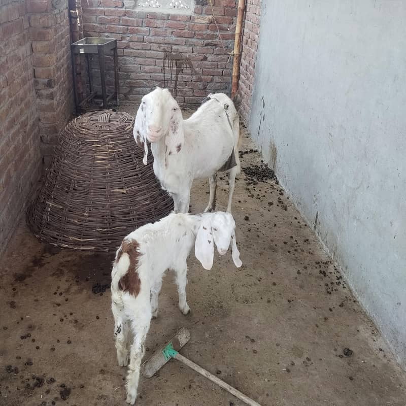 do bakriyan do bache 1