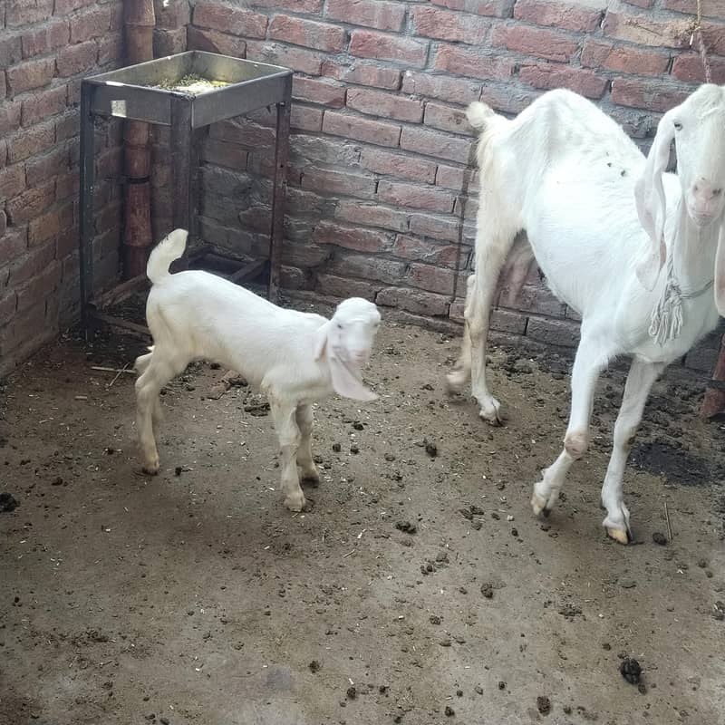 do bakriyan do bache 3