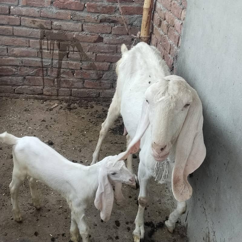 do bakriyan do bache 4