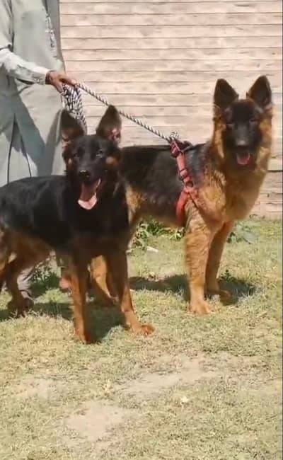 topline show high class quality black gsd proper long pair for sale
