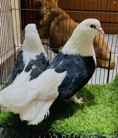 Black shoulder beautiful pair