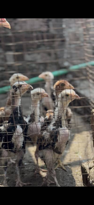 High Quality 3-Month-Old Cheena & Amroha Aseel Chicks (Old Bloodline)