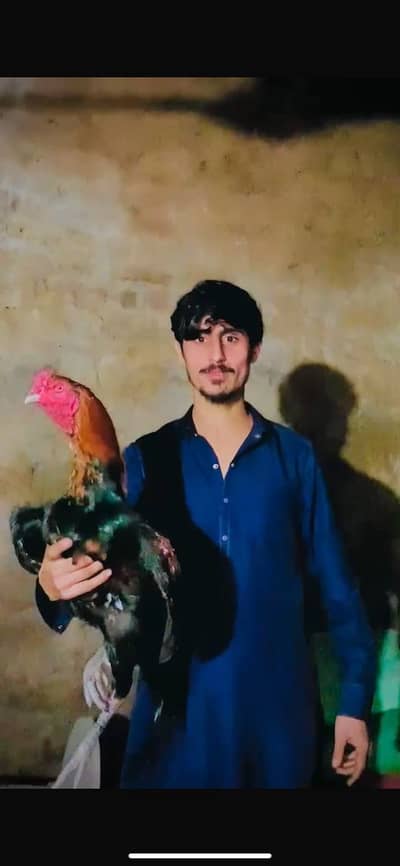 Aseel murga or madi