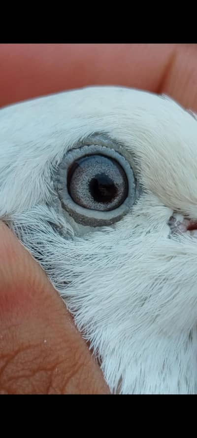 Wheshi Breeder pair
