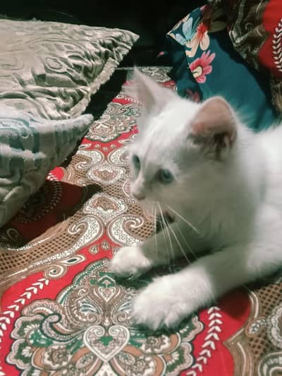 white double coat Persian punch cat