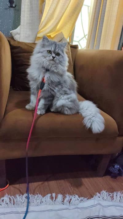 selling cat