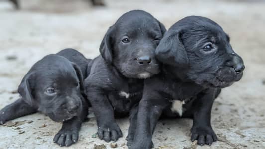 Adorable Black Labrador Puppies -Healthy Playful and read  for Home