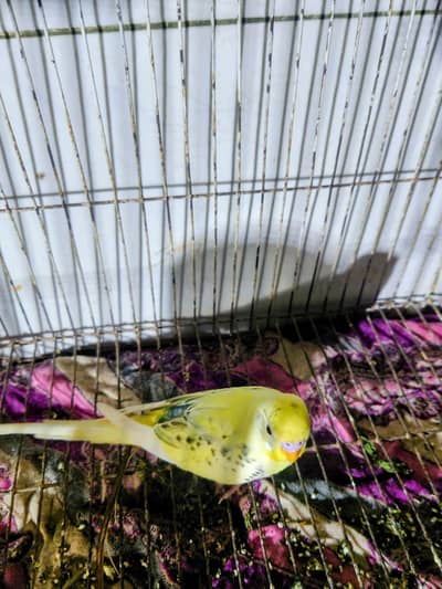 Australian parrot pair for sale