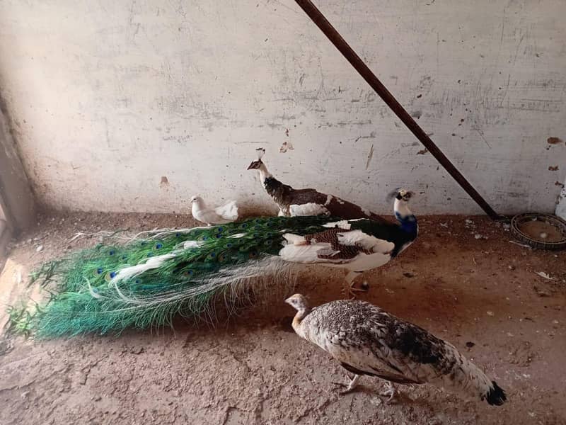 peacock 0