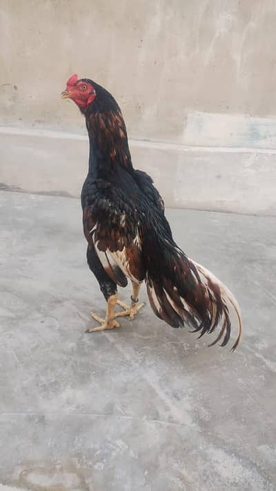shajra aseel