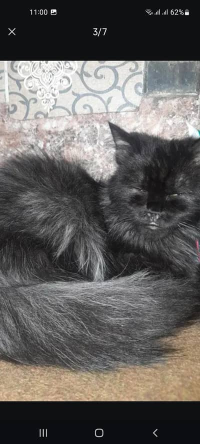 black cats