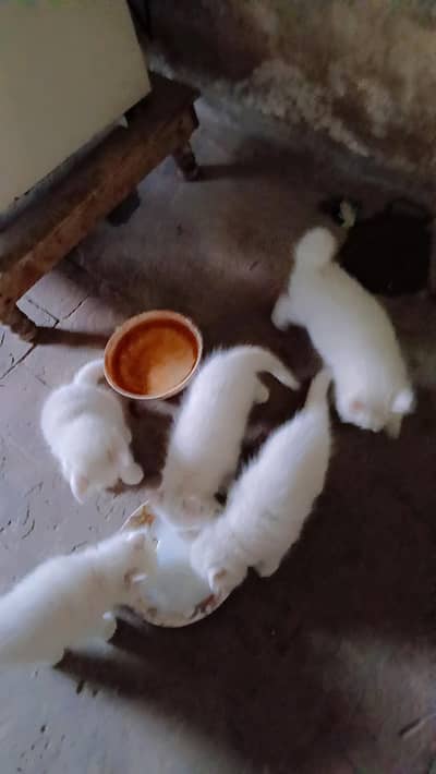 5 white Persian male kittens