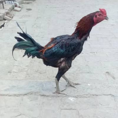 Aseel barmi+ghanoi