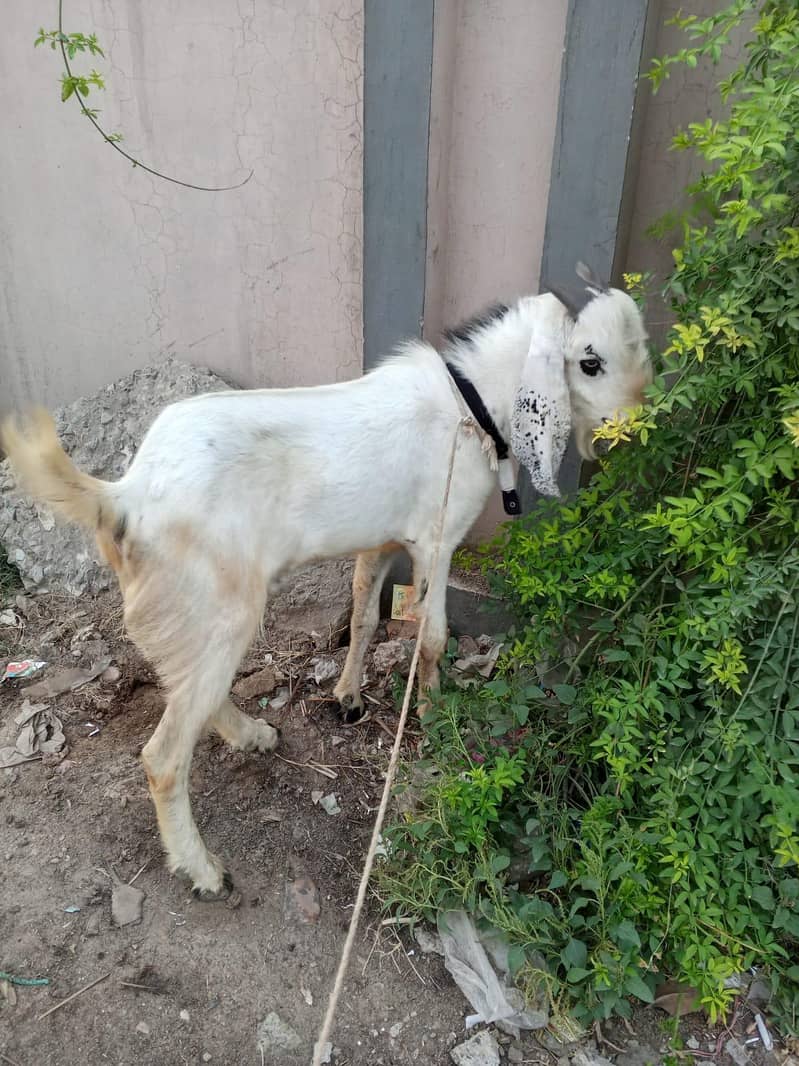 بکرہ دوندا ہے 1