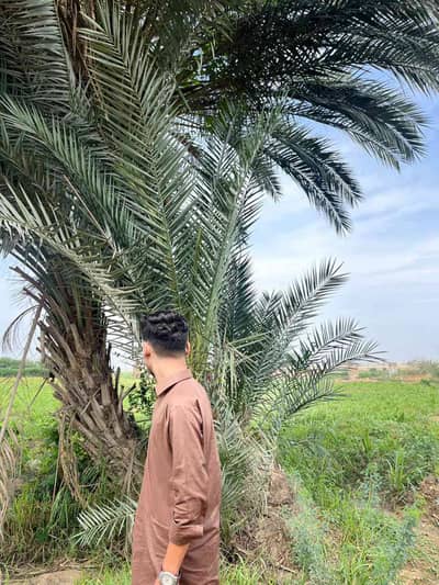 Ahmed Raza