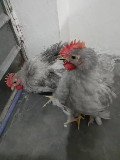Splash Grey Bantam (Playful) Active