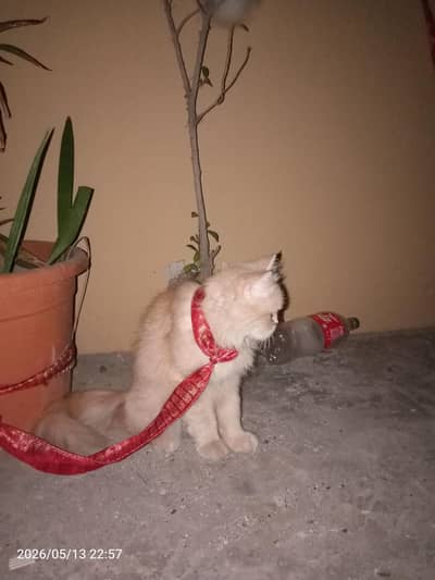cat 2