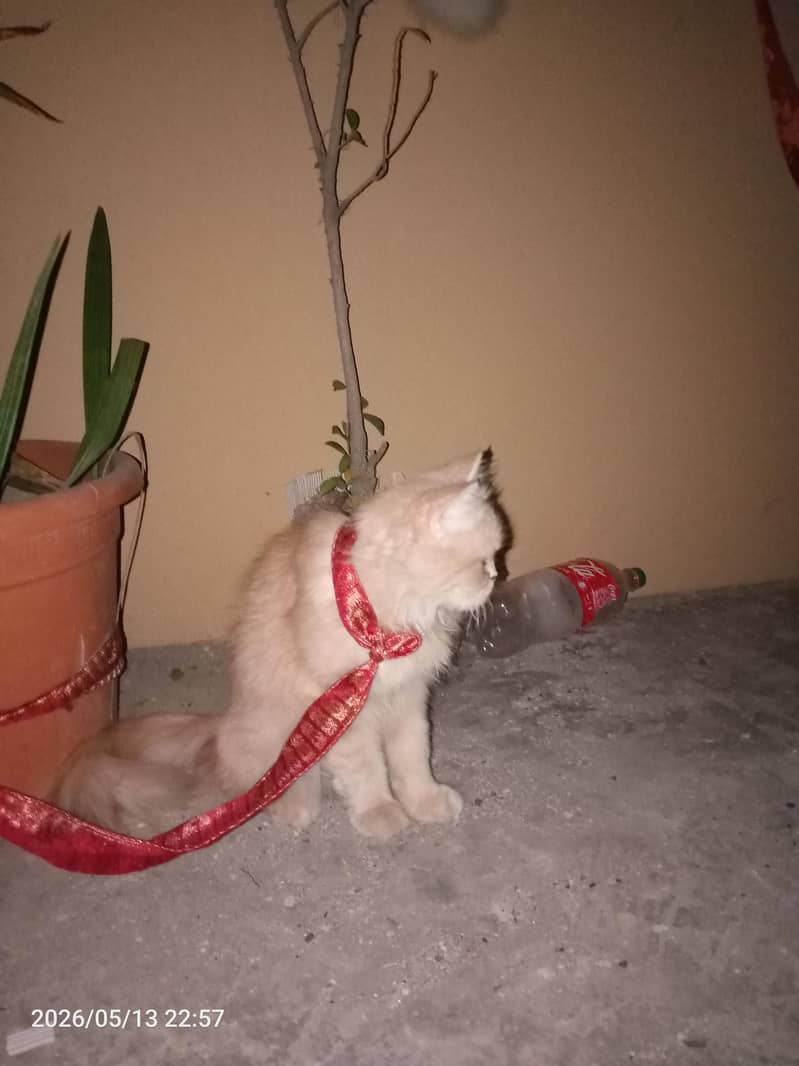 cat 2 1