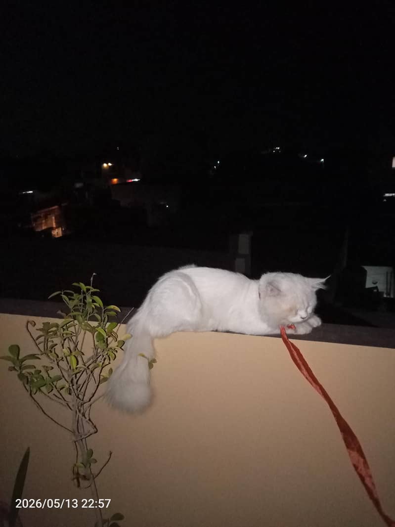 cat 2 2