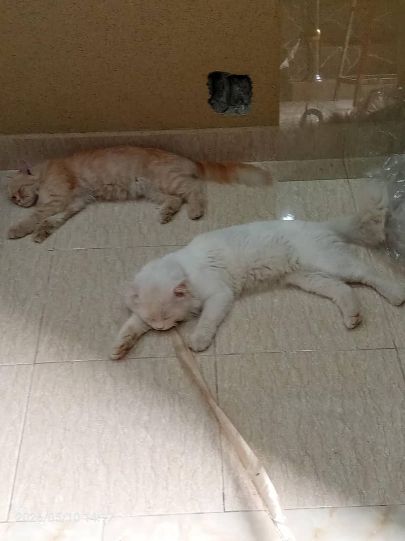 cat 2 3